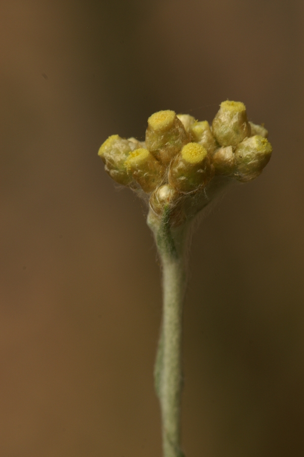 Pseudognaphalium luteo-album